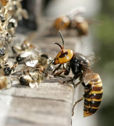 Hornet Removal Adelaide