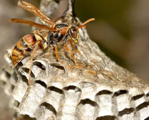 What Attracts Wasps to Your Home?