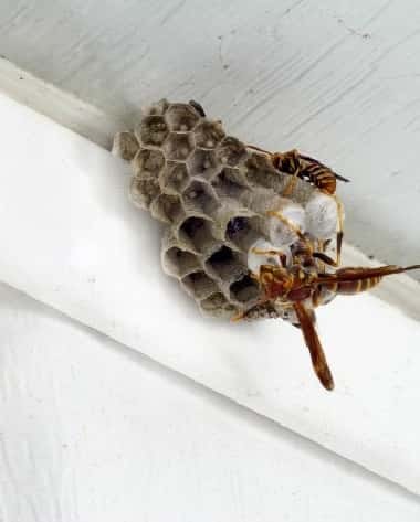 How to Handle a Wasp Nest Without Getting Stung