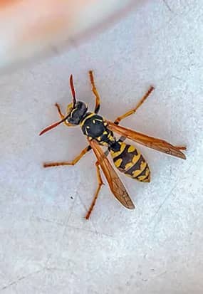 Paper wasp on a pale surface