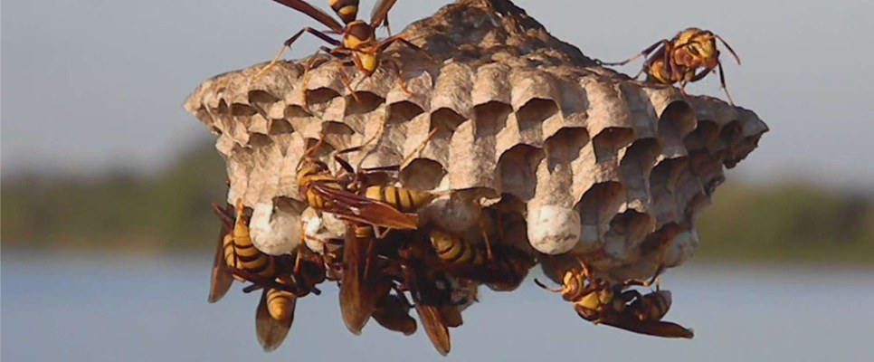 Simple Ways to Deal With a Wasp Nest Safely