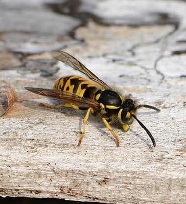 How to Get Rid of Wasps Around Your Home