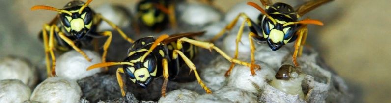 Wasp Control Services Adelaide