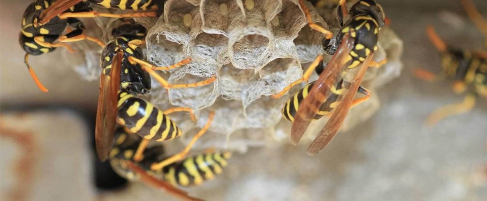 Why Wasp Removal Should Be a Priority
