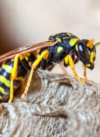 Emergency Wasp Removal Adelaide